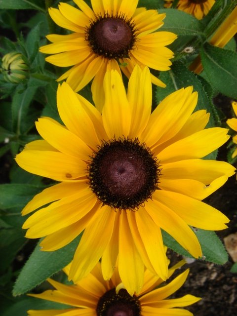 Rudbeckia hirta 'Corona'